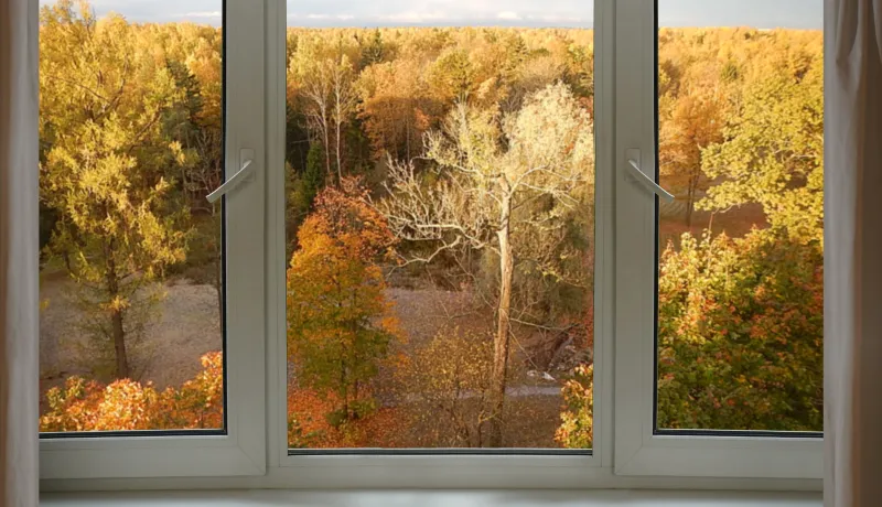 Window overlooking fall trees.jpg 